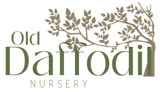 Daffodil Nursery
