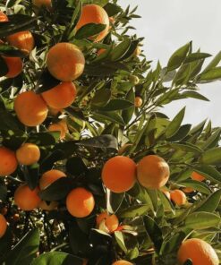 Fruits & Vegetable Seed & Plant