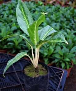 Aglonima-High-colour