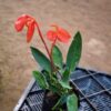 Alocasia