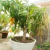 Dwarf Mango Plant