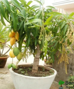 Dwarf Mango Plant